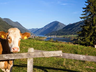 Bild 24 aus  LandSelection Ferienhof Neusacher-Moser