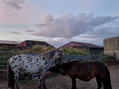 Bild 56 aus  Küstenhof Oldewurtel