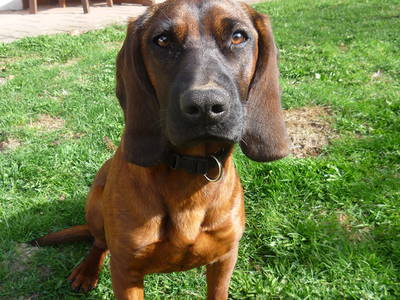 Bild 27 aus  Wellness-Bauernhof Eulersbacher Hof