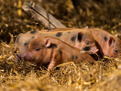 Bild 39 aus  Hinrich's Ostsee Bauernhof
