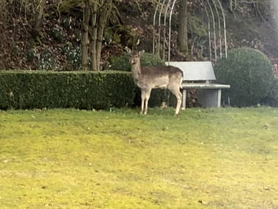 Bild 5 aus  Romantikmühle  Heartlandranch