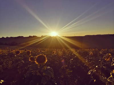 Bild 6 aus  La Viola e il Sole