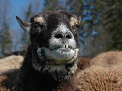 Bild 9 aus  Landgut Moralthof