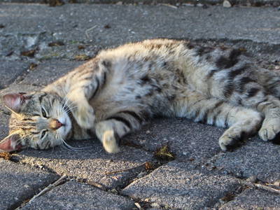 Bild 8 aus  Hof Harrsen