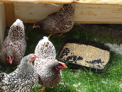 Bild 14 aus  Ferienhof Greis