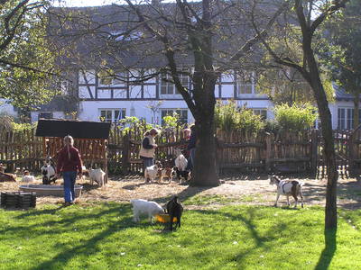 Bild 40 aus  Hubertushof, der Bilderbuchbauernhof