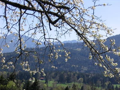 Bild 11 aus  Koglhof