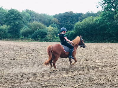 Bild 53 aus  Ferienhof Sell Bauernhofurlaub Ostsee Ponys