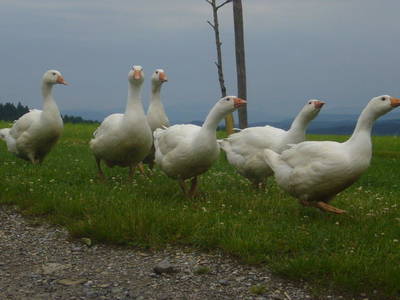 Bild 82 aus  Allgäu Bergferienhof