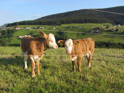 Bild 17 aus  Ferienhaus Labbronnerhof