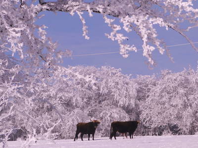 Bild 22 aus  Burgbauernhof am Katzenstein - Ursprünglichkeit des Landlebens gepaart mit Gesundheit und Luxus
