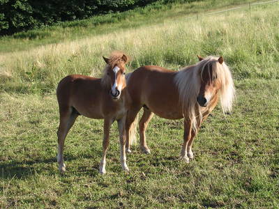 Bild 17 aus  Gasthof zum Grünen Baum