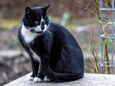 Bild 48 aus  Tannenhof