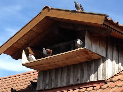 Bild 11 aus  Ferienhof Rösch