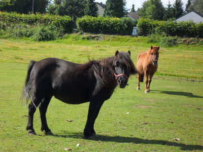 Bild 2 aus  Ferienhof Jansen