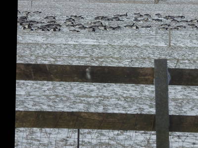 Ständige Gäste im Winter sind die Wildgänse