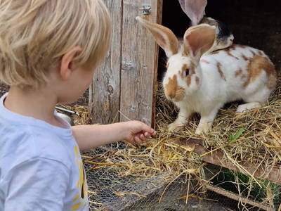 Bild 39 aus  Urlaub unterm Reet