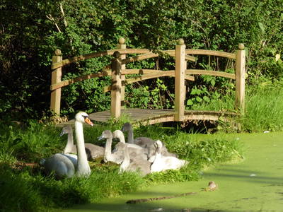 Bild 15 aus  FerienGut Dalwitz     www.feriengutdalwitz.de