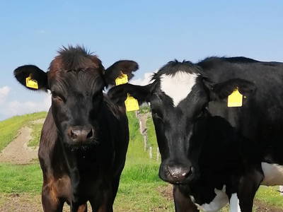 Bild 23 aus  Landhaus Ibs, direkt an der Nordsee