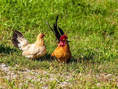 Bild 40 aus  Masererhof - Ferienbauernhof im Chiemgau