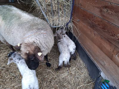 glückliche Mama mit Drillingen