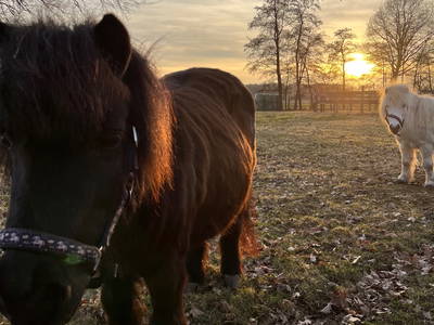 Bild 8 aus  Ferienhof Westermann