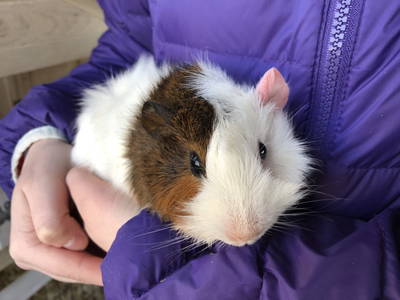 Bild 33 aus  Ferienhof Wübbold