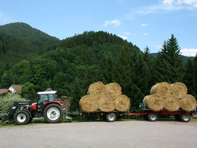 Bild 19 aus  Bierpeterhof