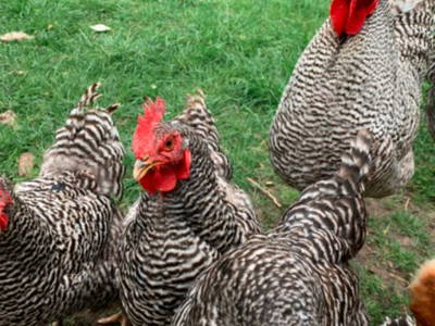 Bild 4 aus  Ferienhaus  Mecklenburg