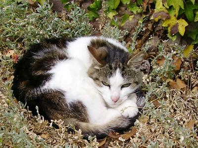 Bild 5 aus  Ferienbauernhof Loch