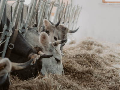 lecker Bio Heu im schönen neuen Stall