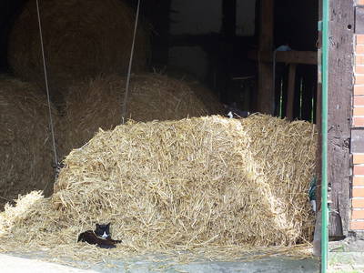 Katze "Kasi" in der Spielscheune