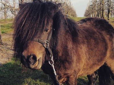 Bild 13 aus  Kirschhof am Bodensee