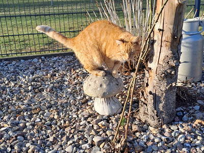 Bild 18 aus  Tiny House trifft Alpaka-Traum – Natururlaub mal anders!