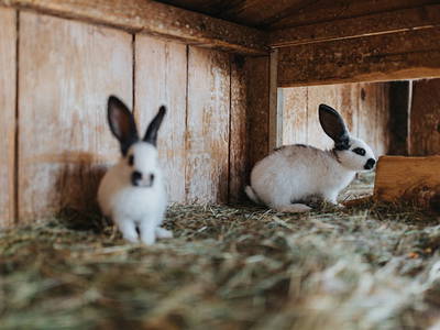 Bild 23 aus  Residence Obermoarhof