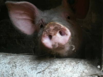 Bild 14 aus  Ferienbauernhof Storchenhäusle