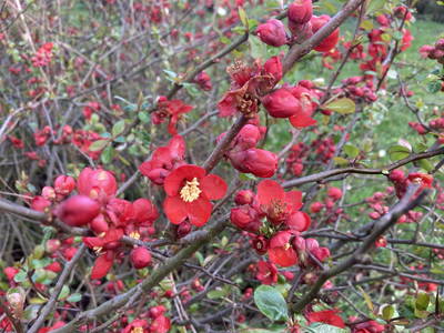 Bild 18 aus  Hollerhof-Oderbruch