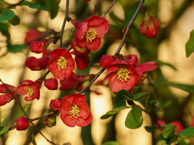 Bild 19 aus  Luminohof