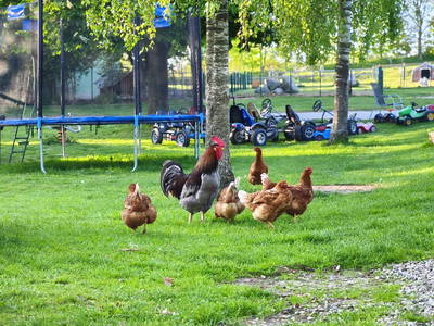 Bild 79 aus  Ferienhof Messer  Bauernhofurlaub  Ostseenähe  Ponys