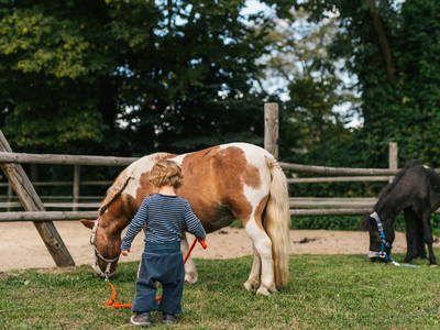 Bild 17 aus  Landgut Schönwalde