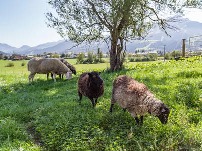 Bild 56 aus  Narzenhof Chalets, Familien & luxus Apartments am Bauernhof, Kitzbühler Alpen