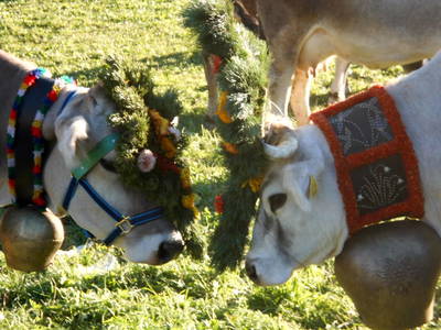 Almabtrieb im Herbst, heimwärts...
