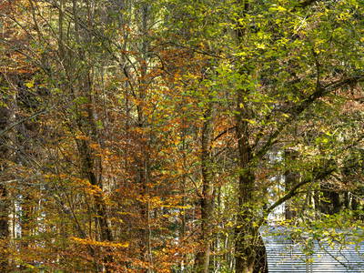 Bild 36 aus  Grashöfle