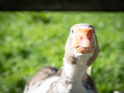 Bild 18 aus  LINDENHOF- BAUERNHOFURLAUB / OSTSEENÄHE