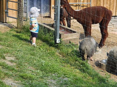 Bild 36 aus  Ferienhof Heuel