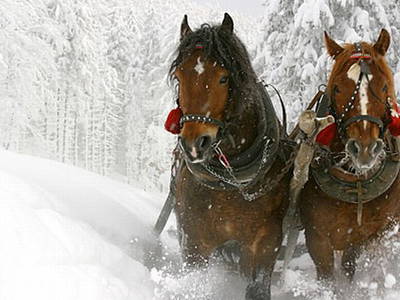 Bild 10 aus  Mitterbrugge