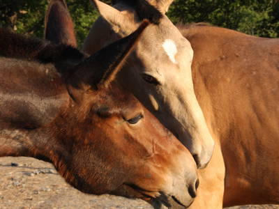 Bild 77 aus  Casa Bivignano