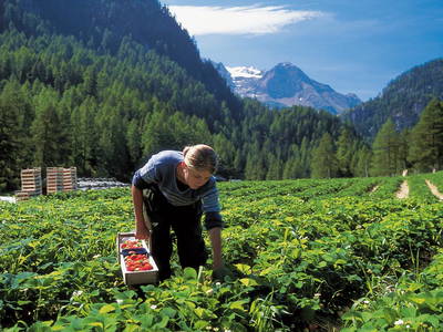 Bild 17 aus  Siglgut