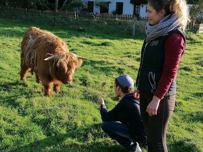 Die Highländer kann man sogar streicheln - aber Bitte nicht allein