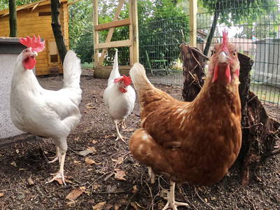 Bild 14 aus  Ferienhof Wübbold